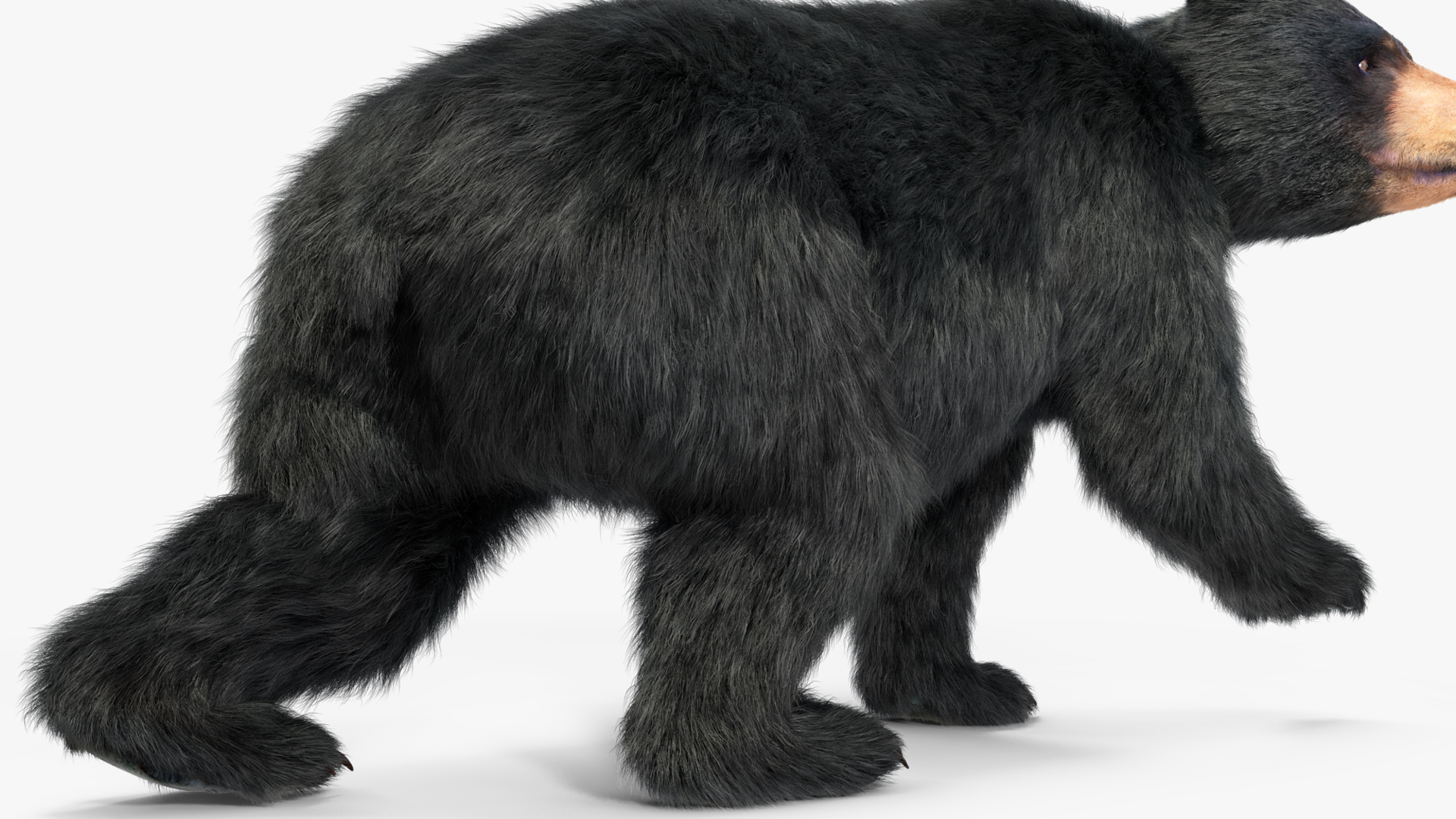 3D Young Black Bear in Walking Fur