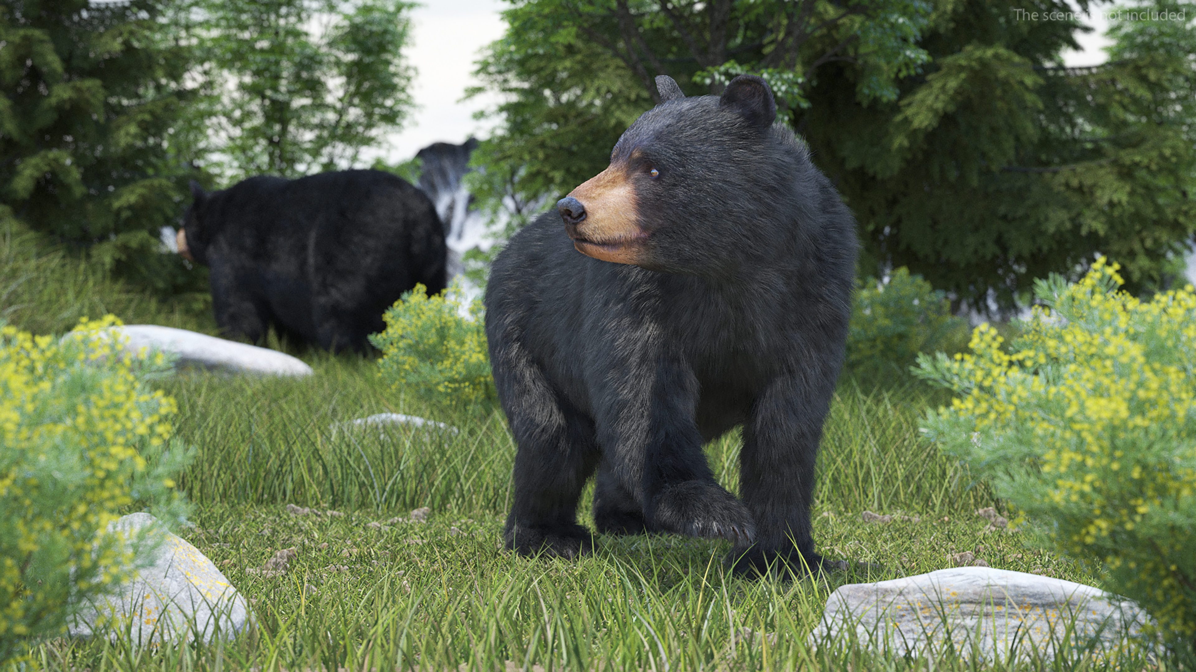 3D Young Black Bear in Walking Fur