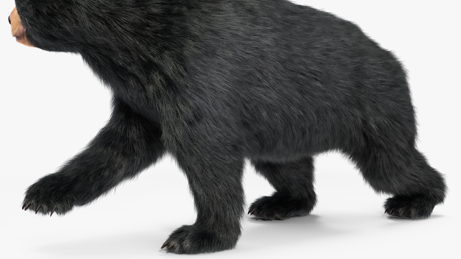 3D Young Black Bear in Walking Fur
