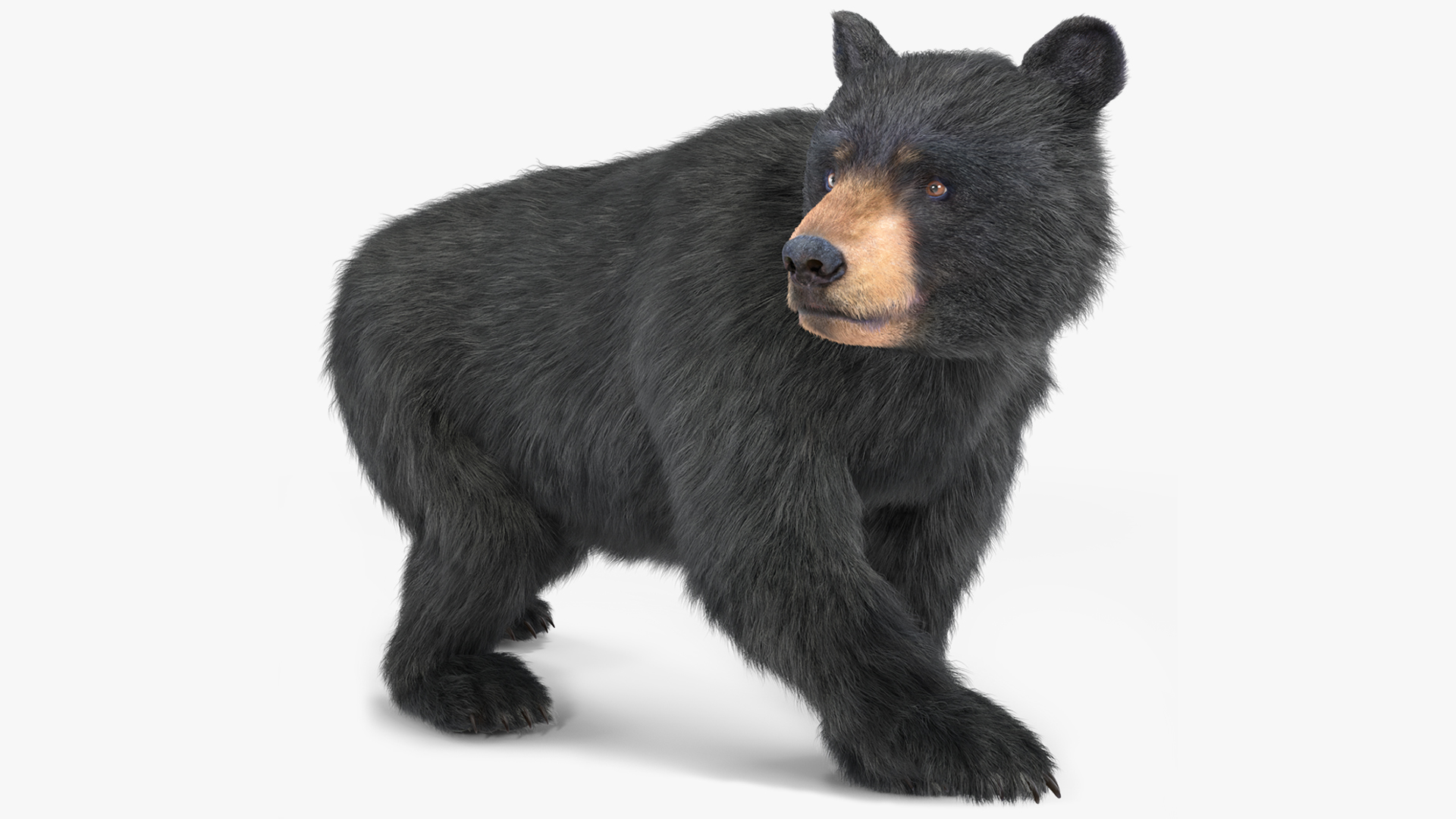 3D Young Black Bear in Walking Fur
