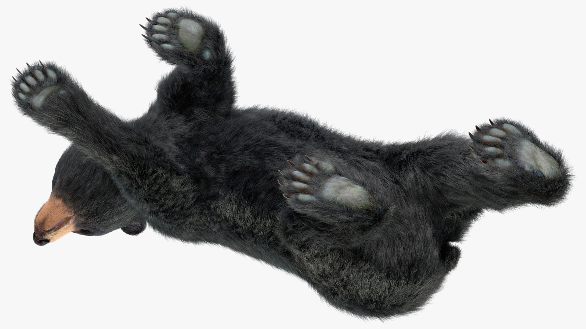 3D Young Black Bear in Walking Fur