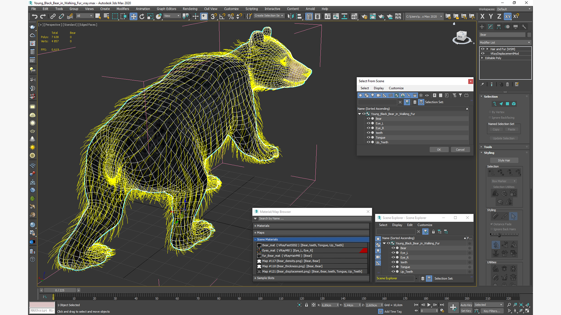 3D Young Black Bear in Walking Fur