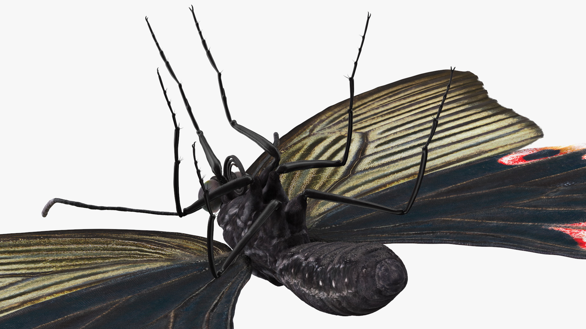 3D Papilio Protenor Butterfly Female model