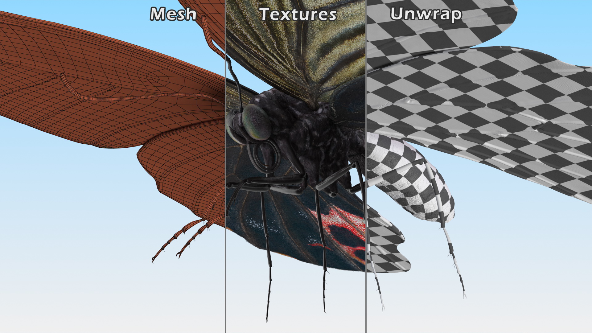 3D Papilio Protenor Butterfly Female model