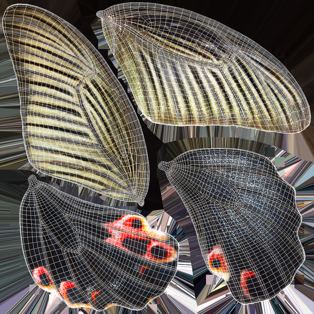 3D Papilio Protenor Butterfly Female model