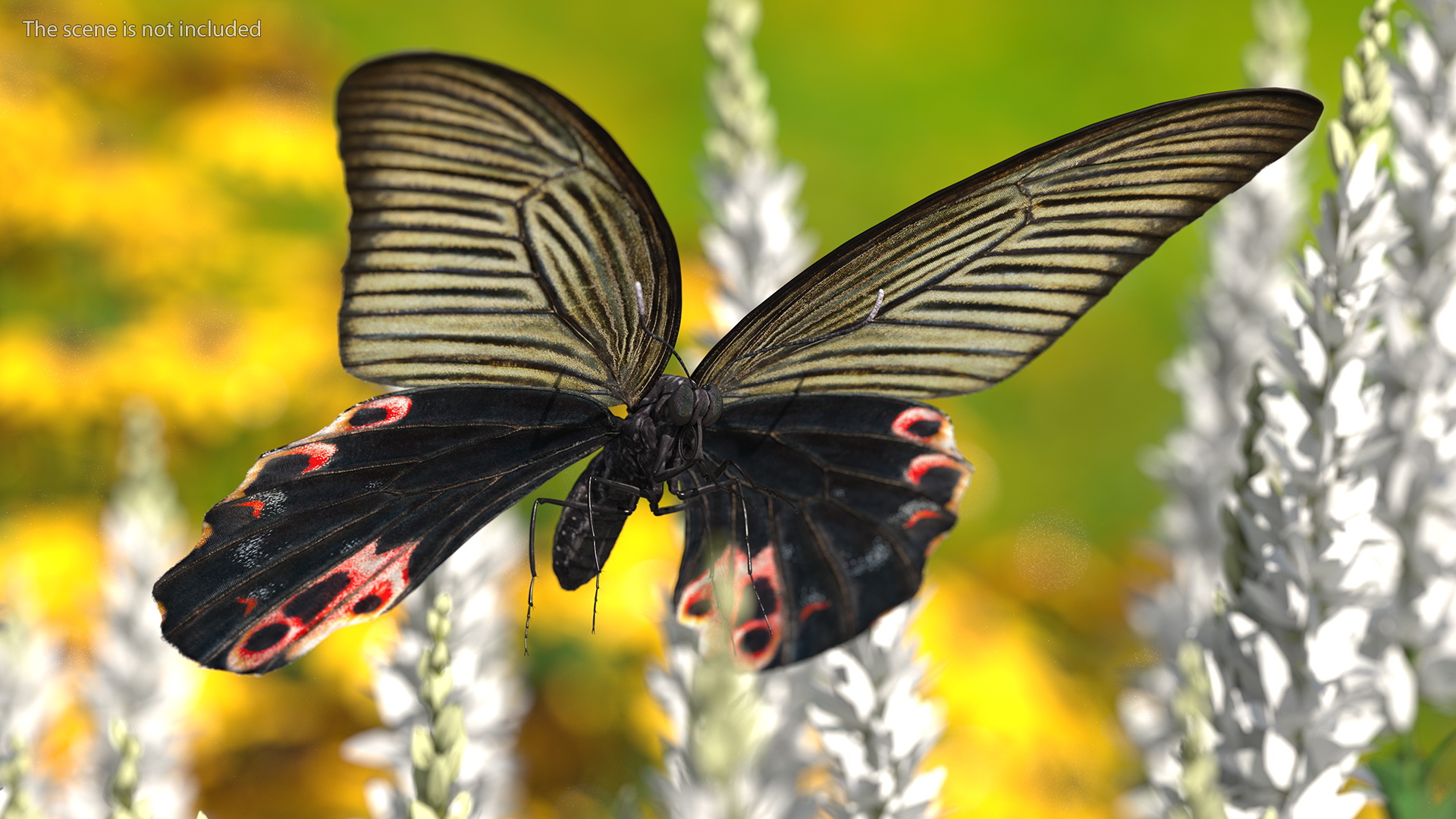 3D Papilio Protenor Butterfly Female model