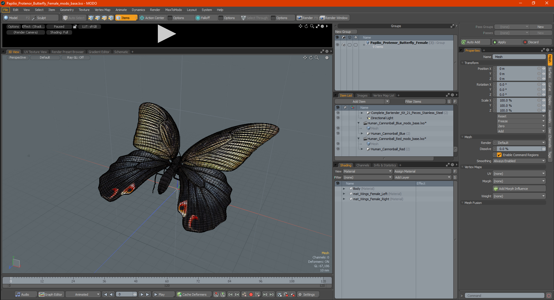 3D Papilio Protenor Butterfly Female model