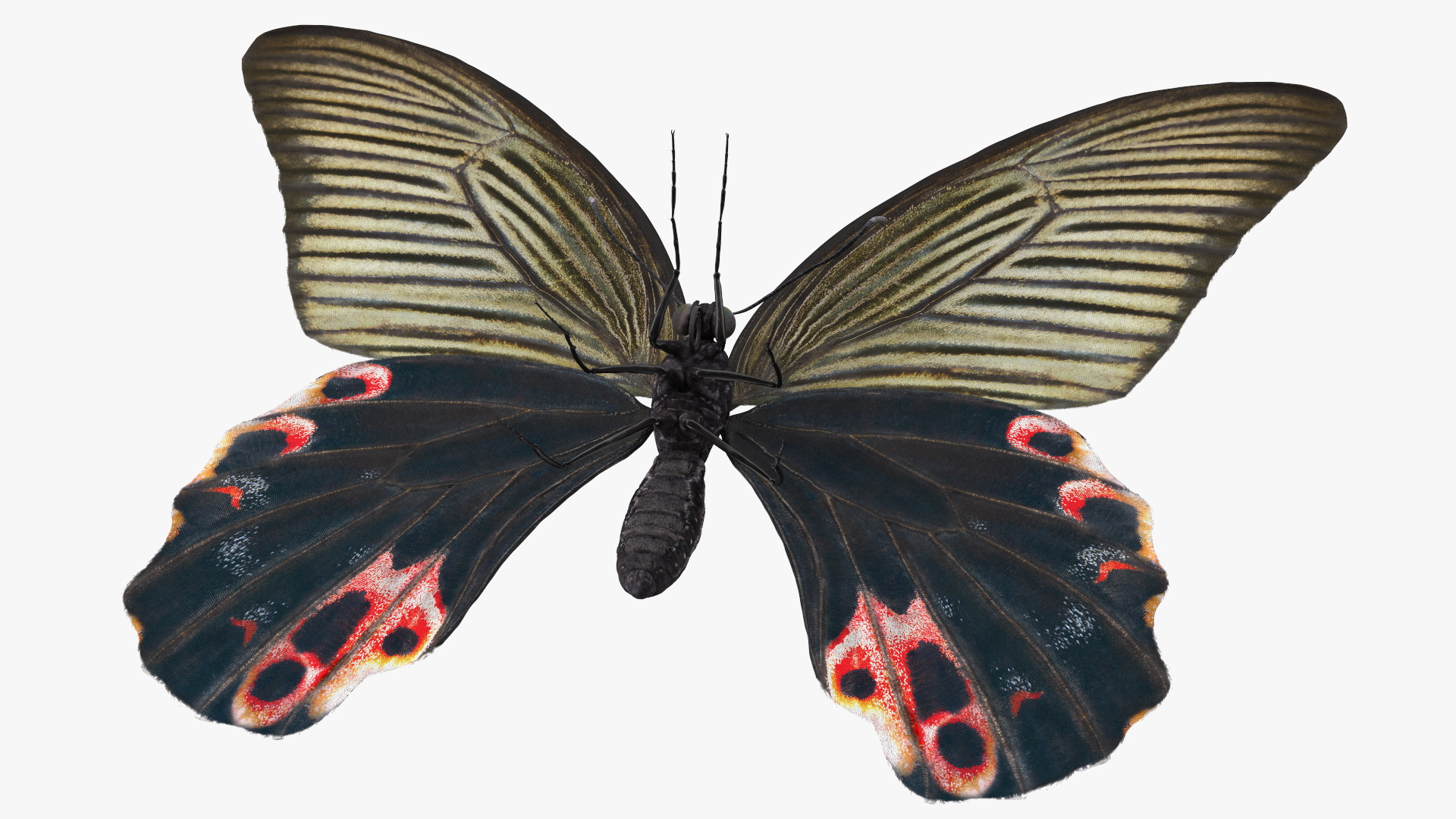 3D Papilio Protenor Butterfly Female model