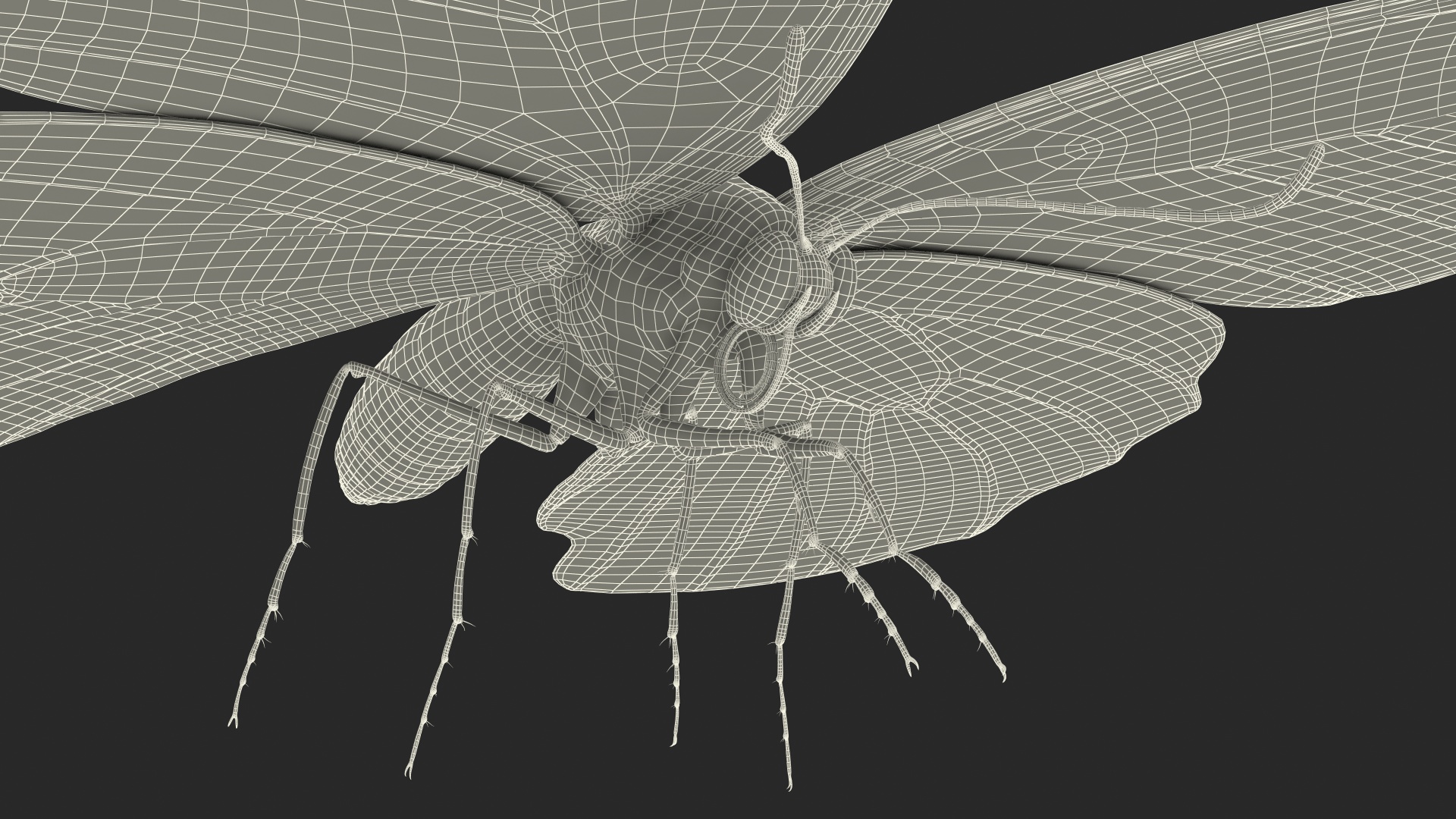 3D Papilio Protenor Butterfly Female model