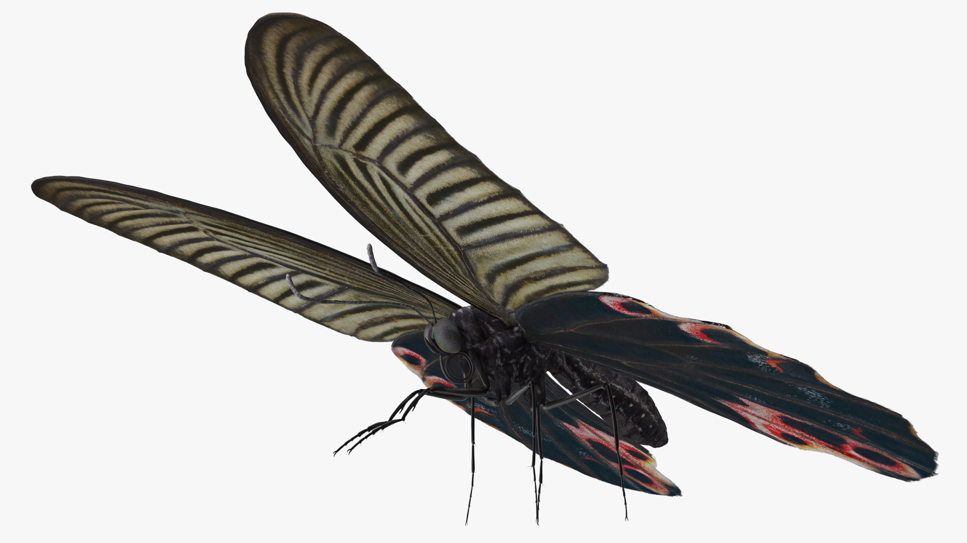 3D Papilio Protenor Butterfly Female model