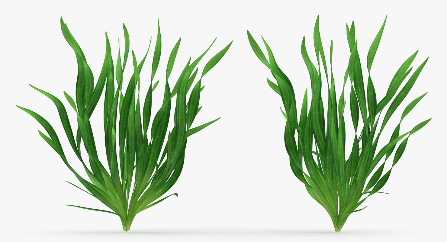 3D Eel Aquarium Grass model