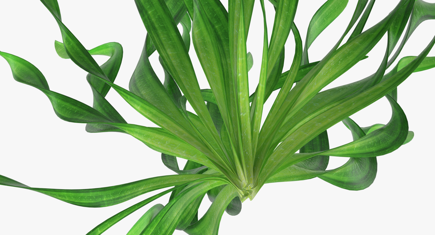 3D Eel Aquarium Grass model