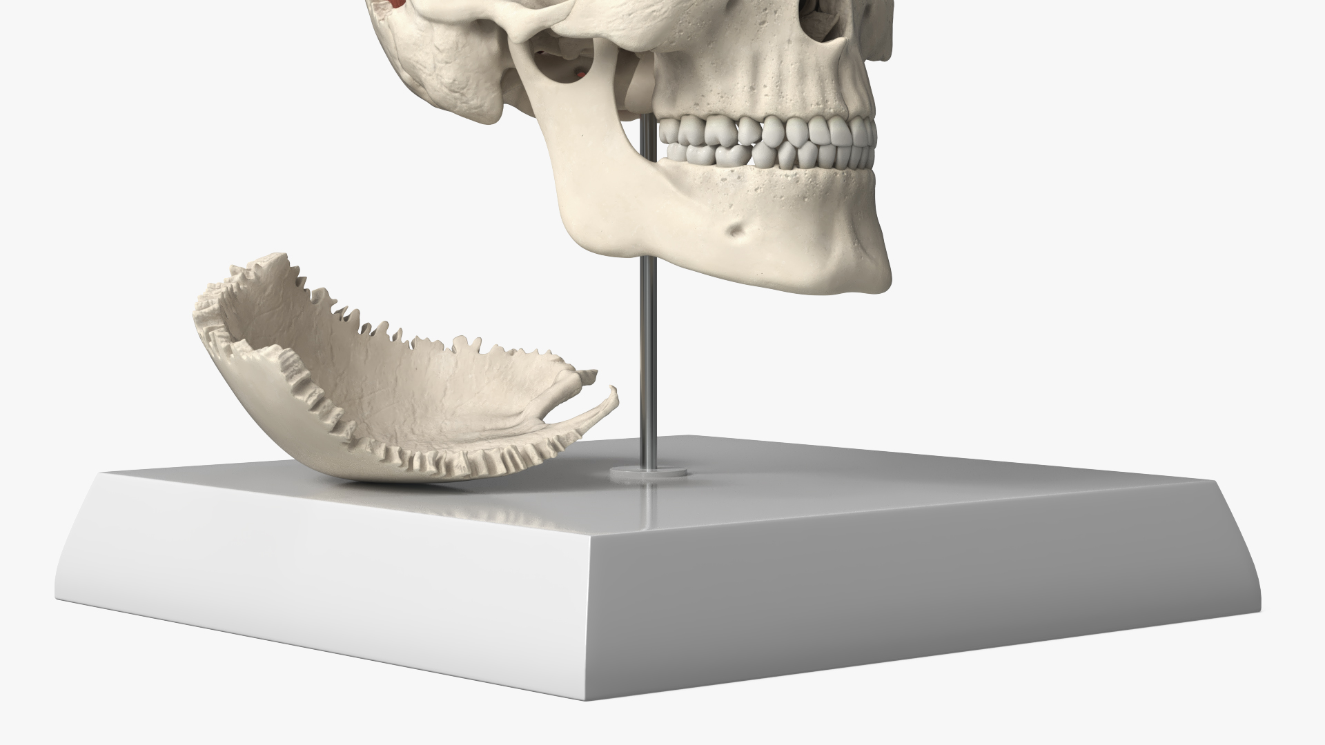 Disassemblable Demonstration Skull with Brain - view 6
