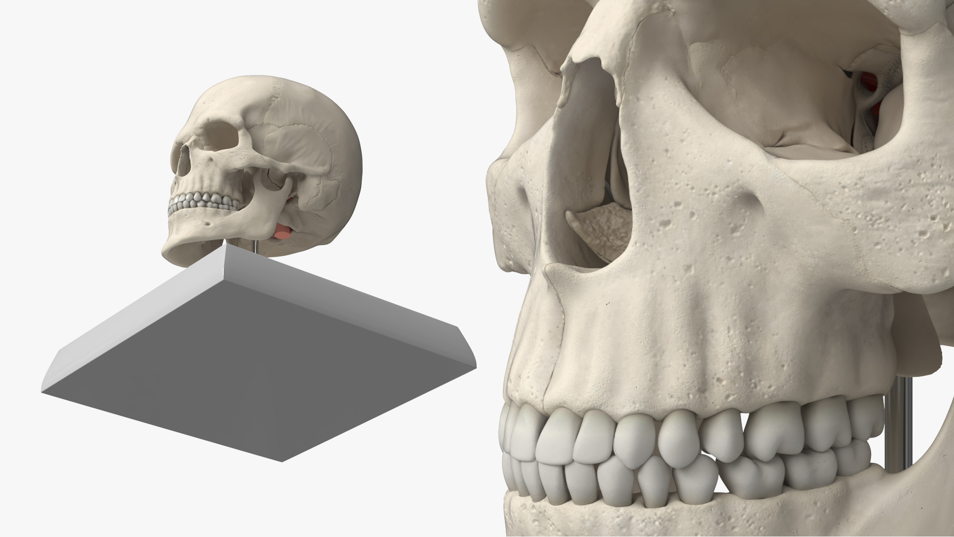 Disassemblable Demonstration Skull with Brain - view 7