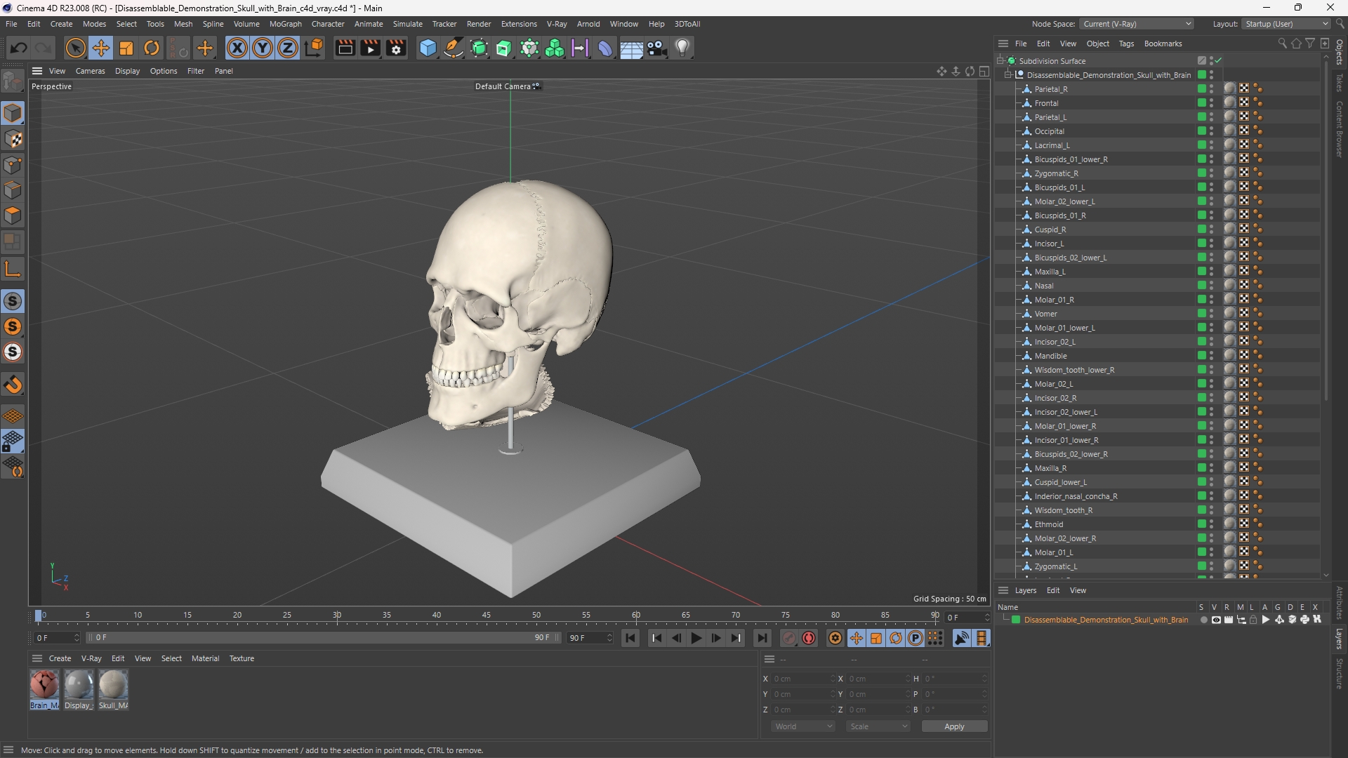 Disassemblable Demonstration Skull with Brain - view 12