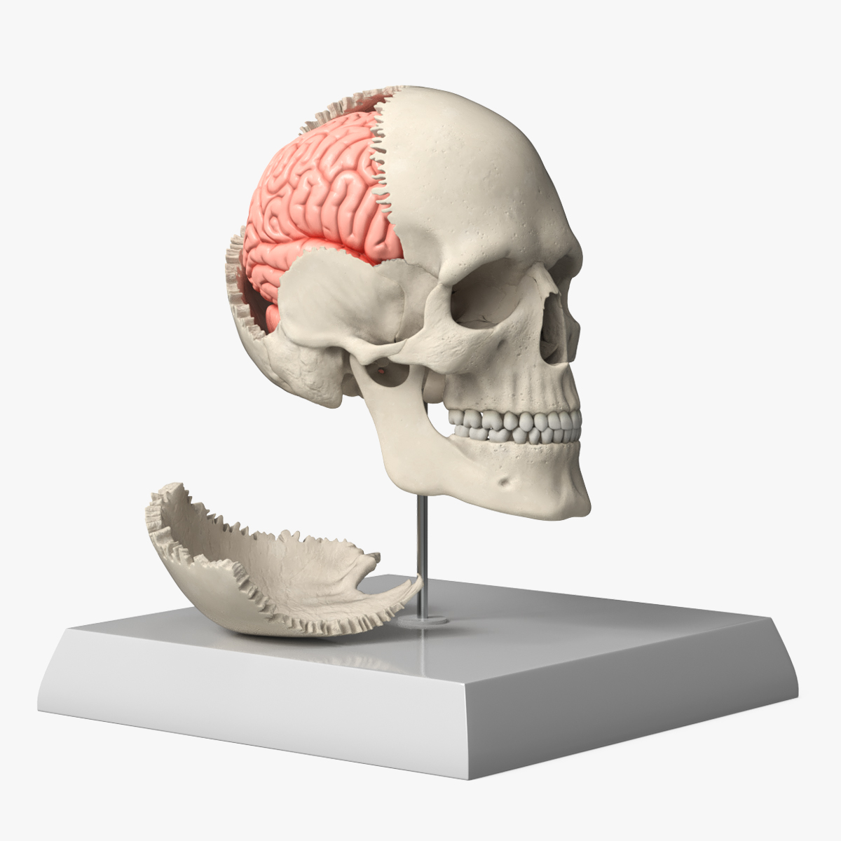 Disassemblable Demonstration Skull with Brain 3D model preview