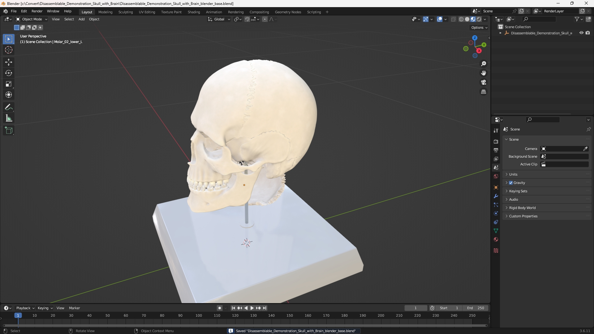 Disassemblable Demonstration Skull with Brain - view 10