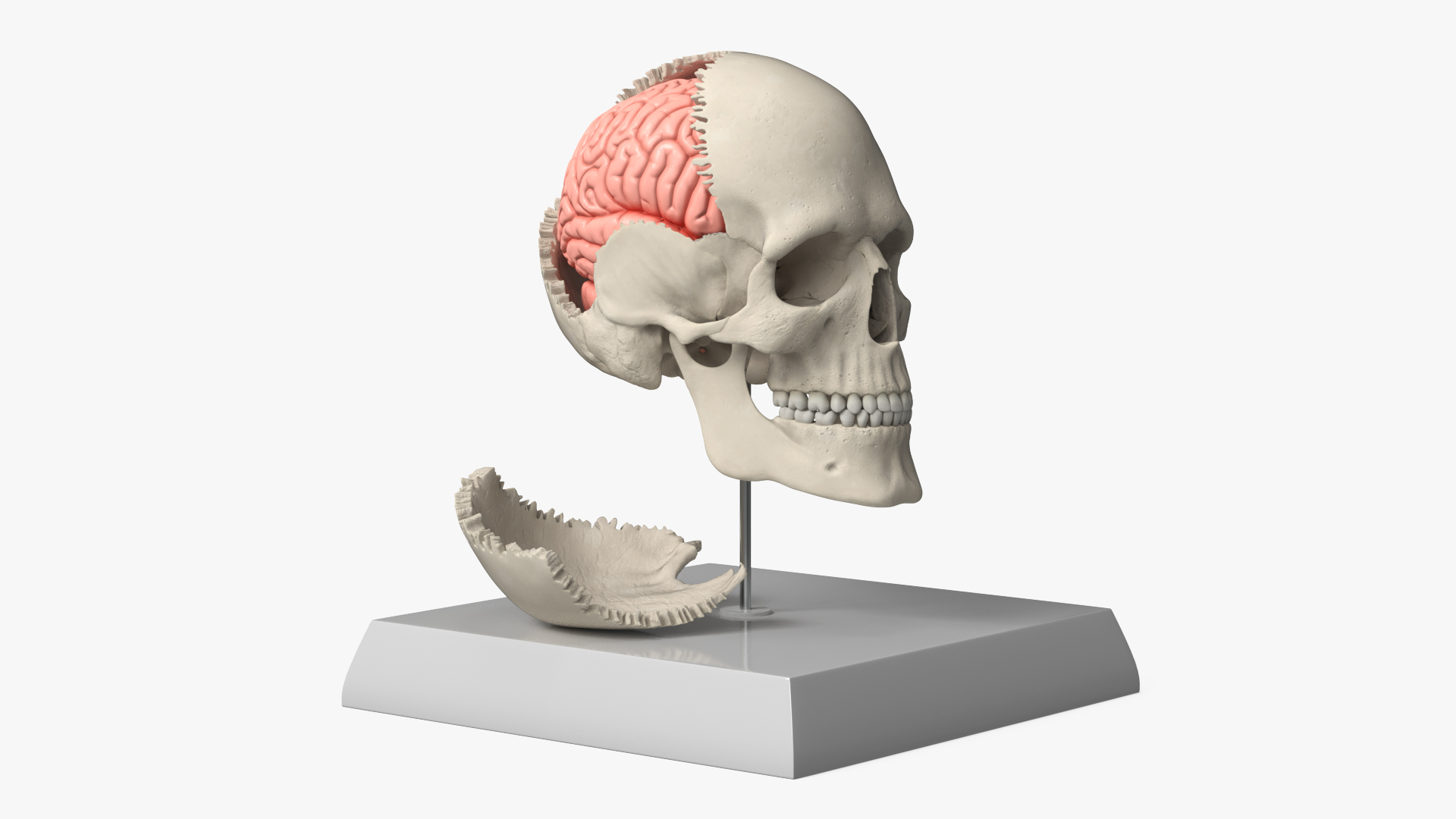 Disassemblable Demonstration Skull with Brain - view 2