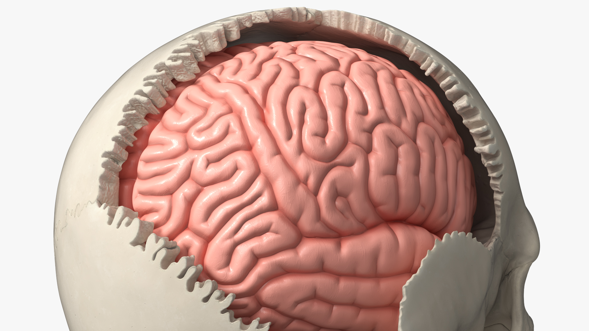 Disassemblable Demonstration Skull with Brain - view 8