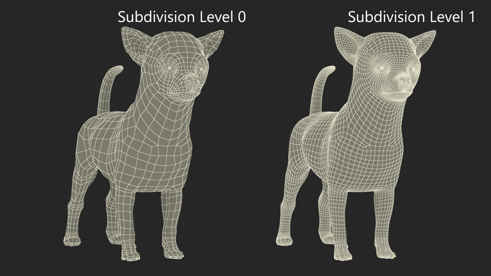 3D Chihuahua Fur model