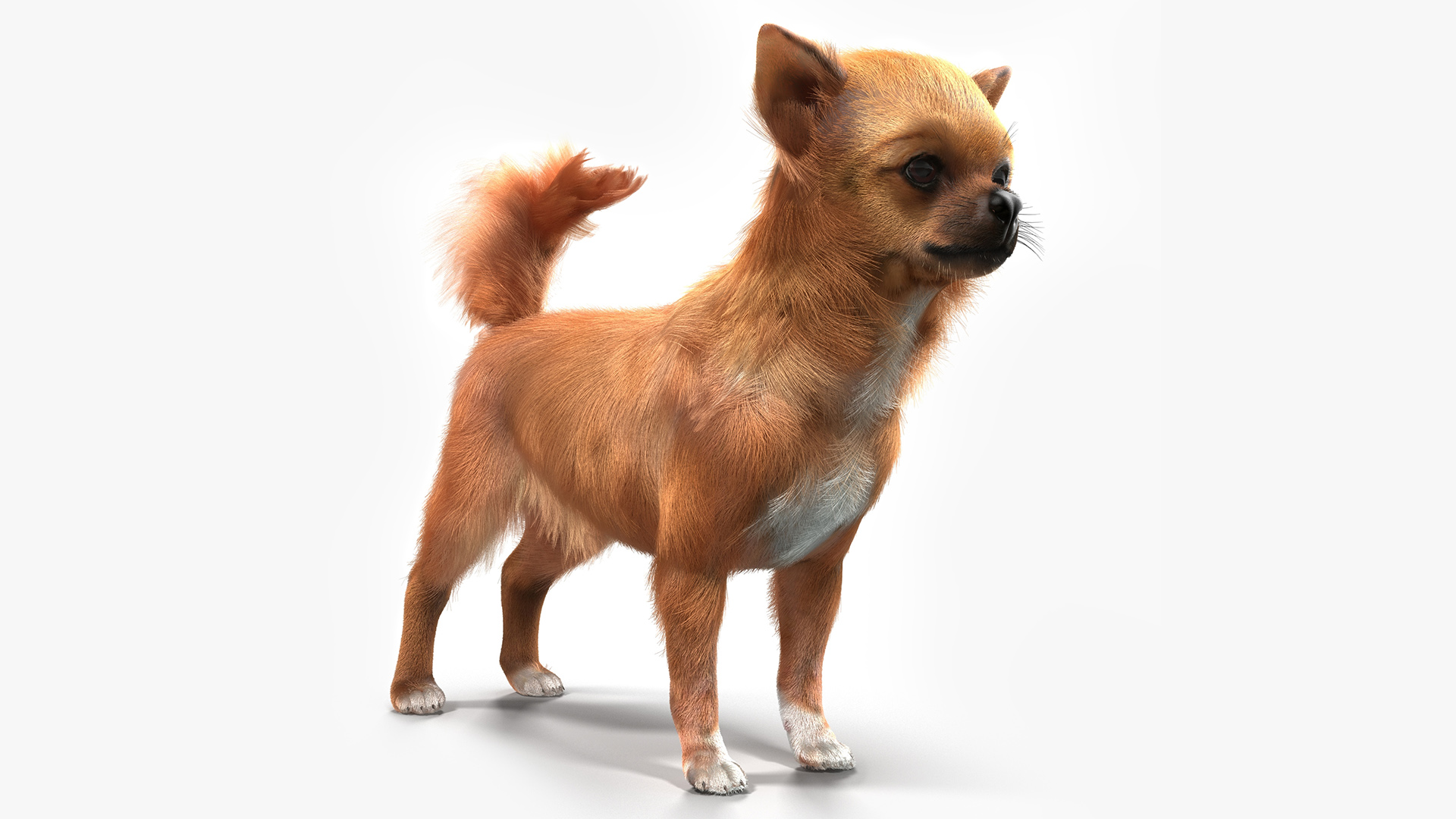 3D Chihuahua Fur model