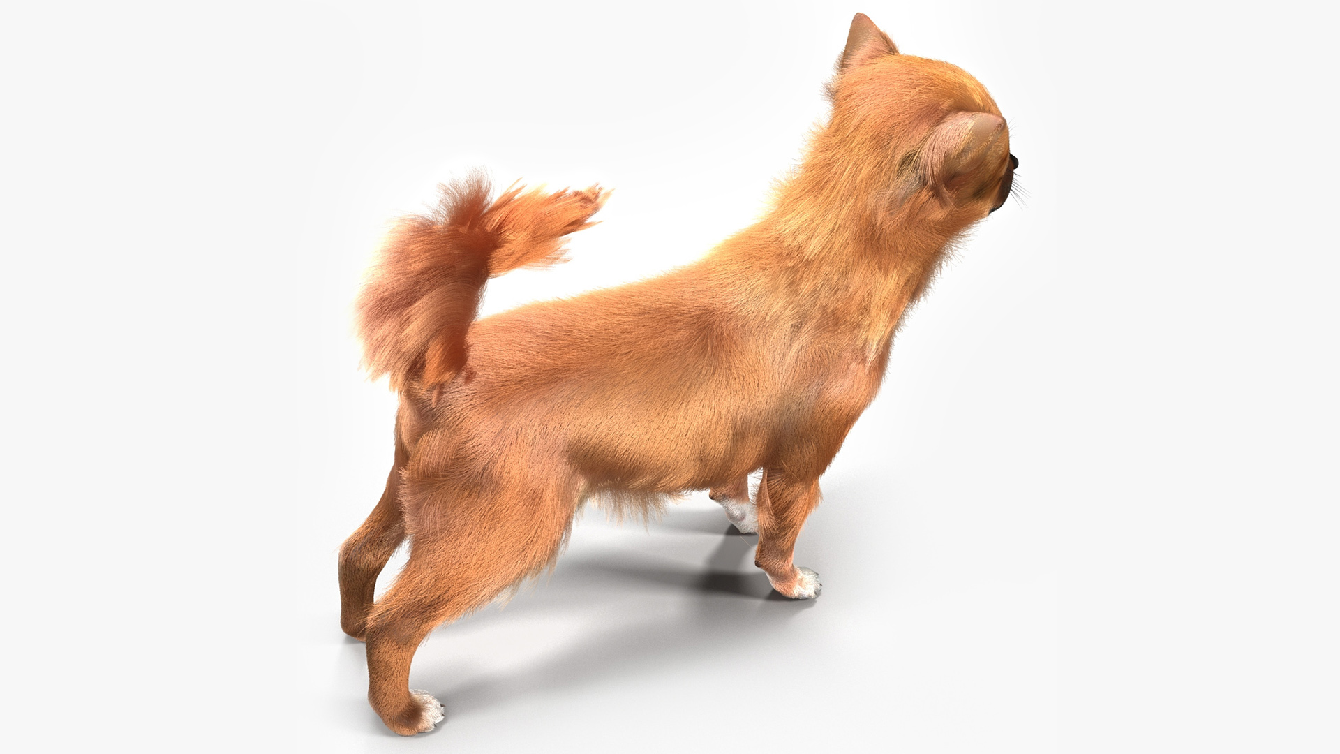 3D Chihuahua Fur model
