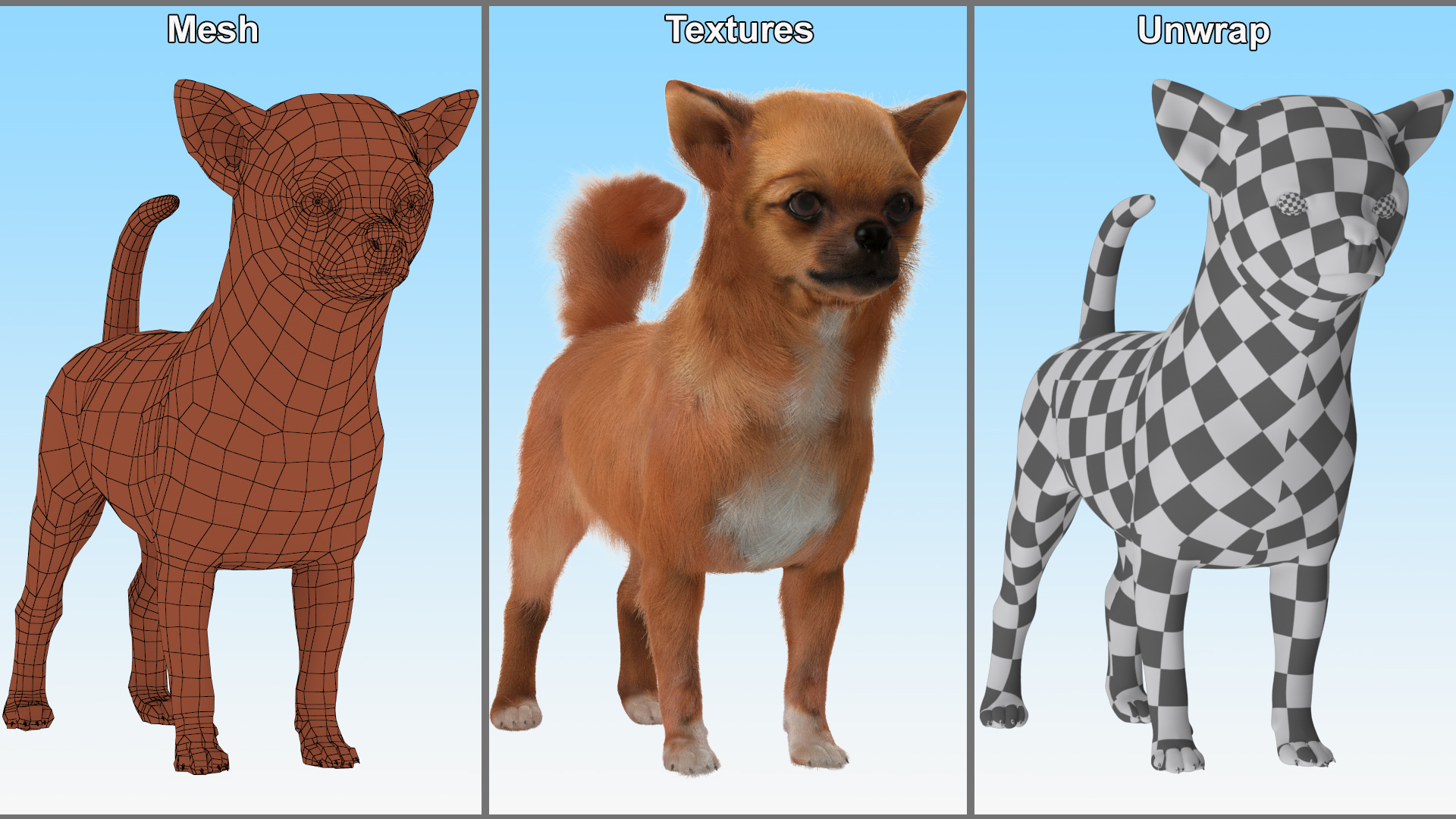 3D Chihuahua Fur model