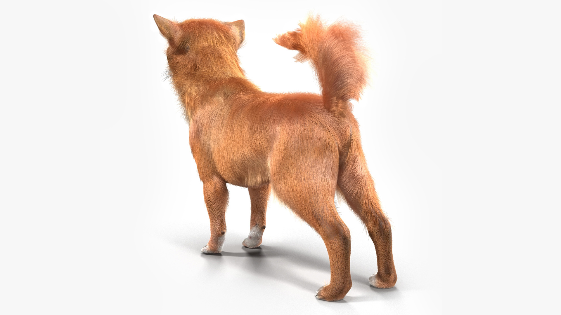 3D Chihuahua Fur model