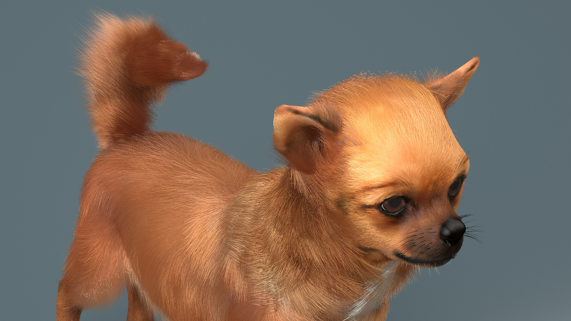3D Chihuahua Fur model