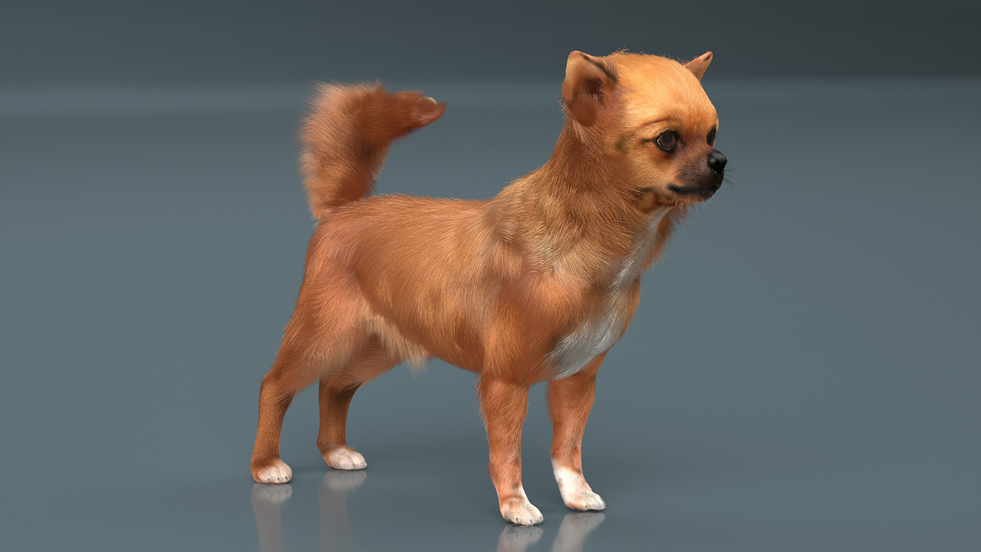 3D Chihuahua Fur model