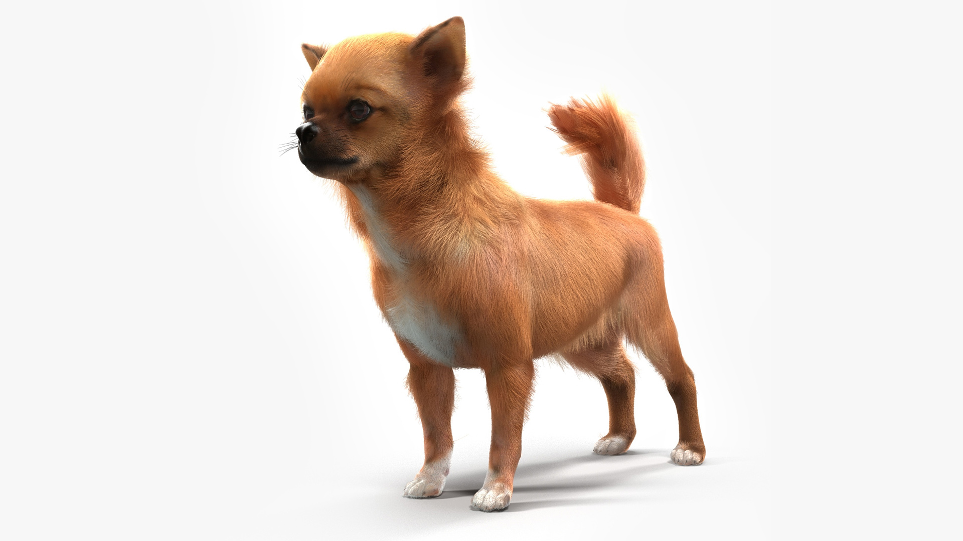 3D Chihuahua Fur model