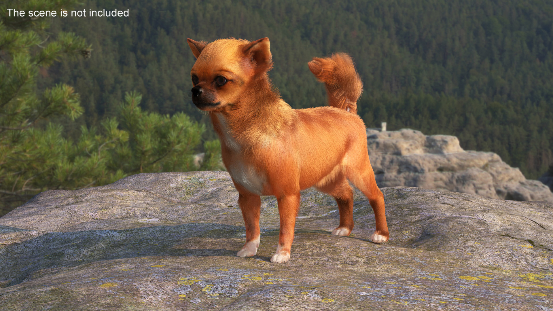 3D Chihuahua Fur model