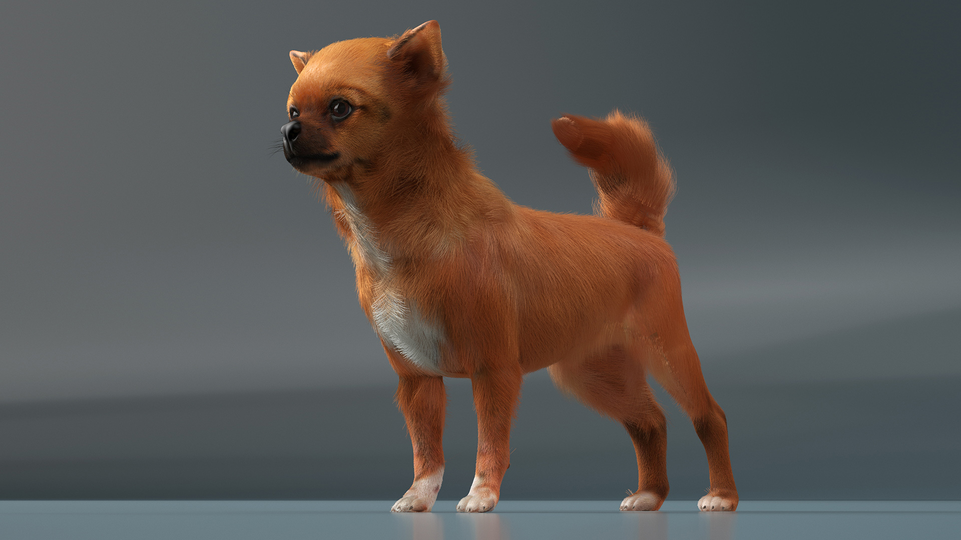 3D Chihuahua Fur model