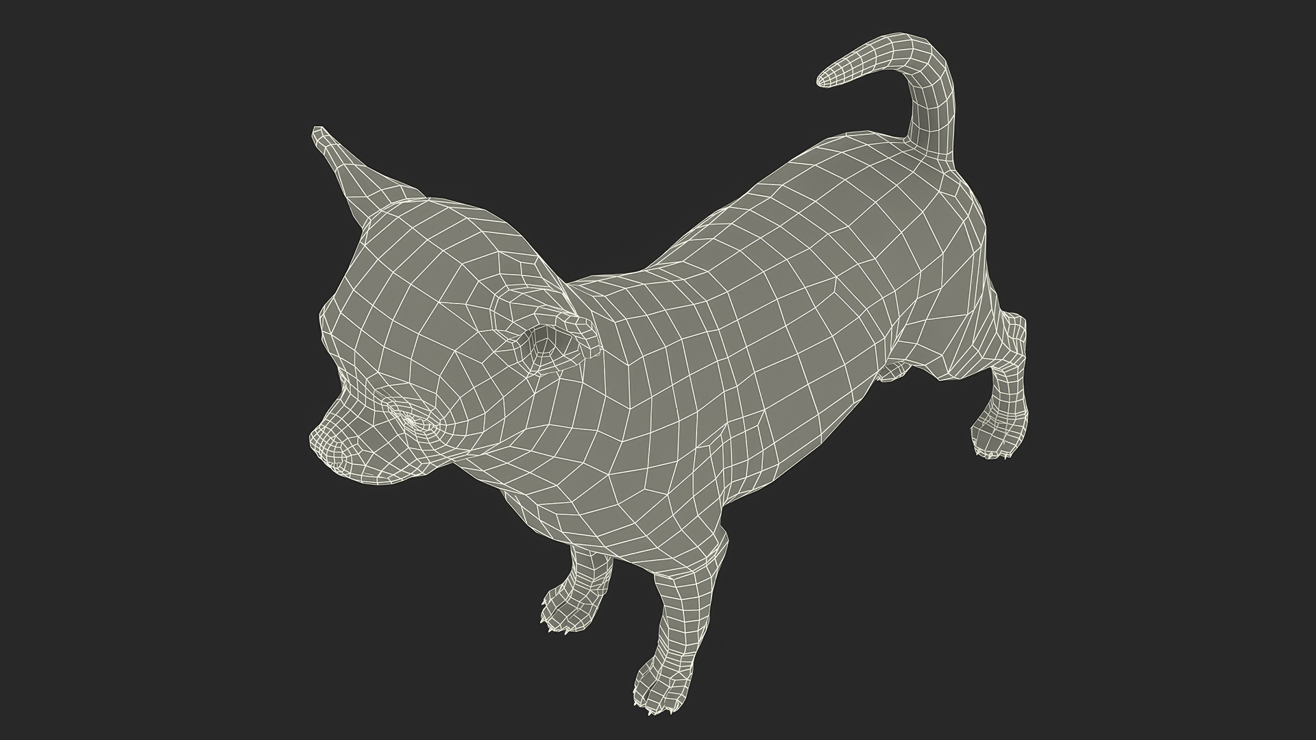 3D Chihuahua Fur model