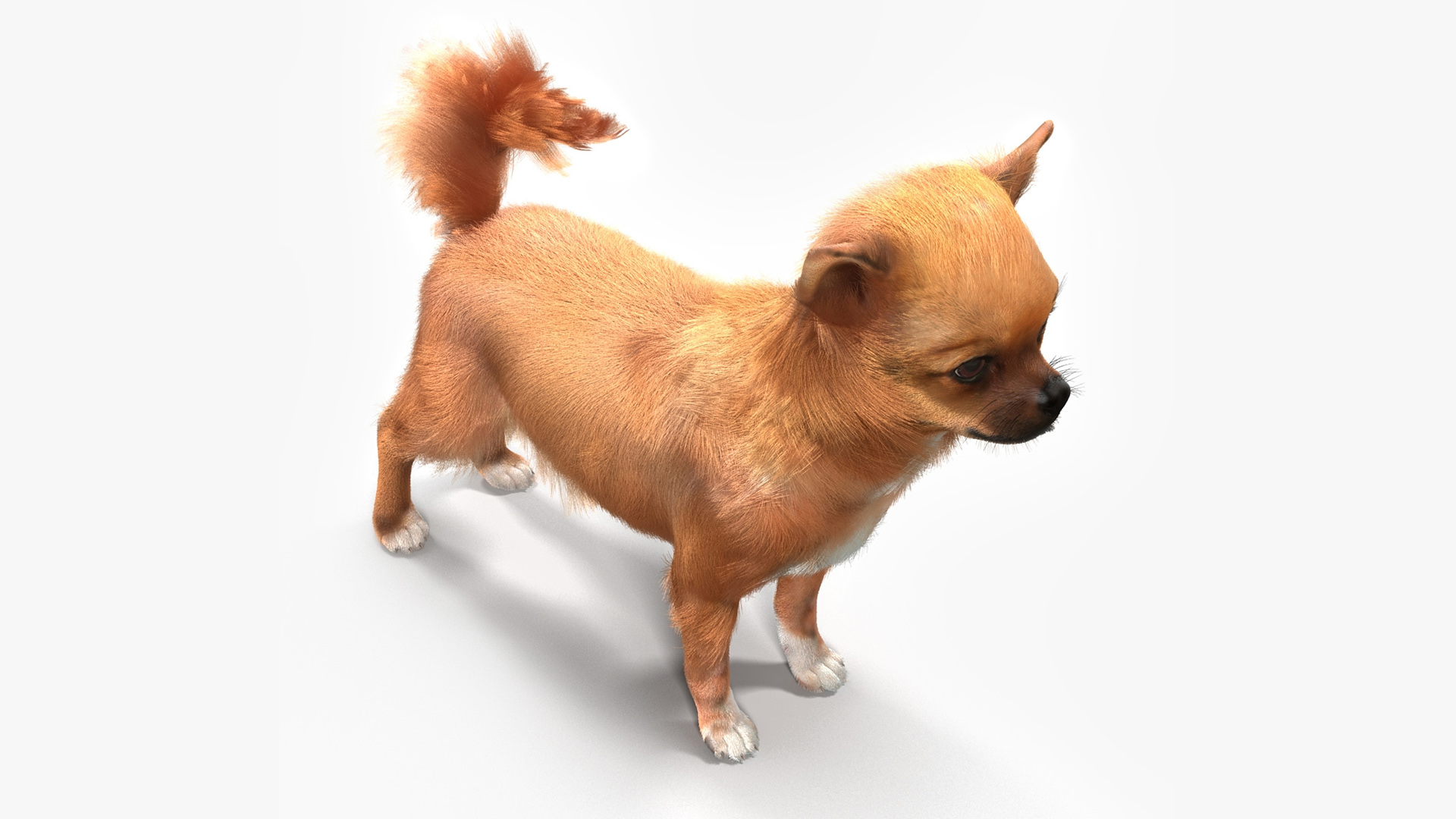 3D Chihuahua Fur model
