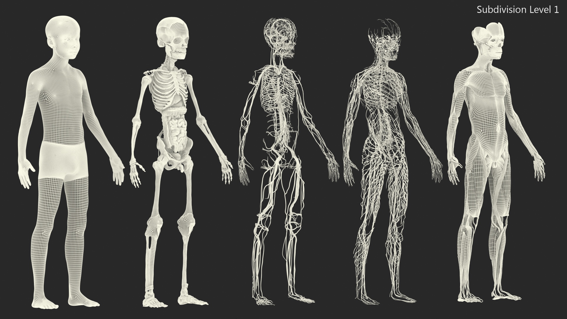 3D Boy Full Body Anatomy