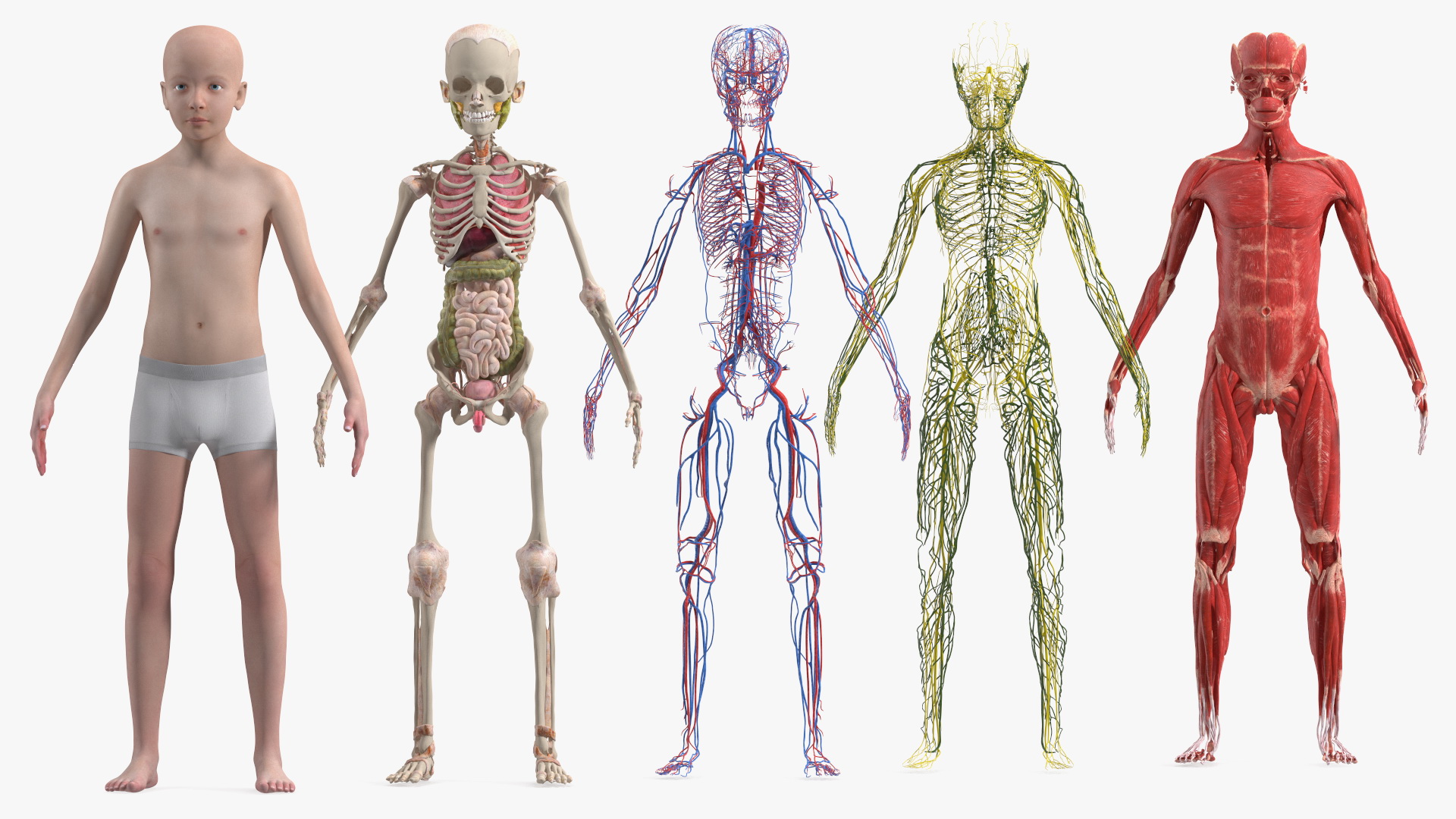 3D Boy Full Body Anatomy