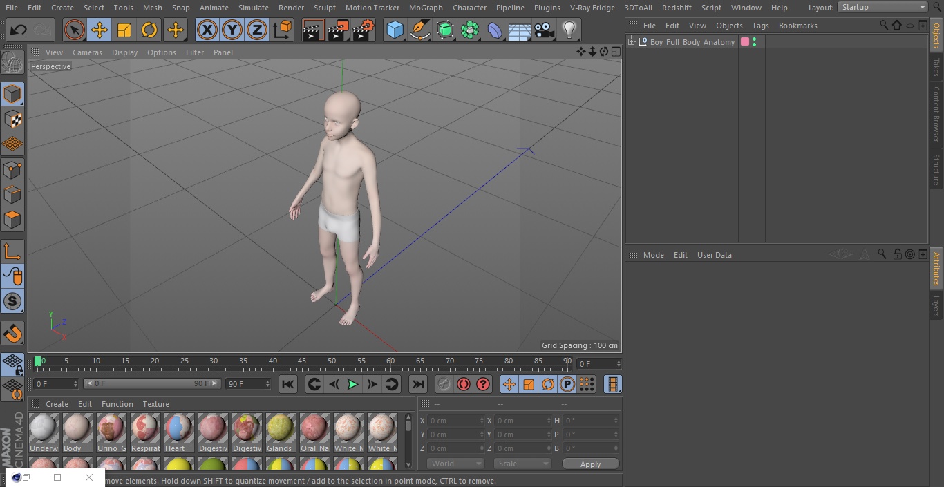 3D Boy Full Body Anatomy