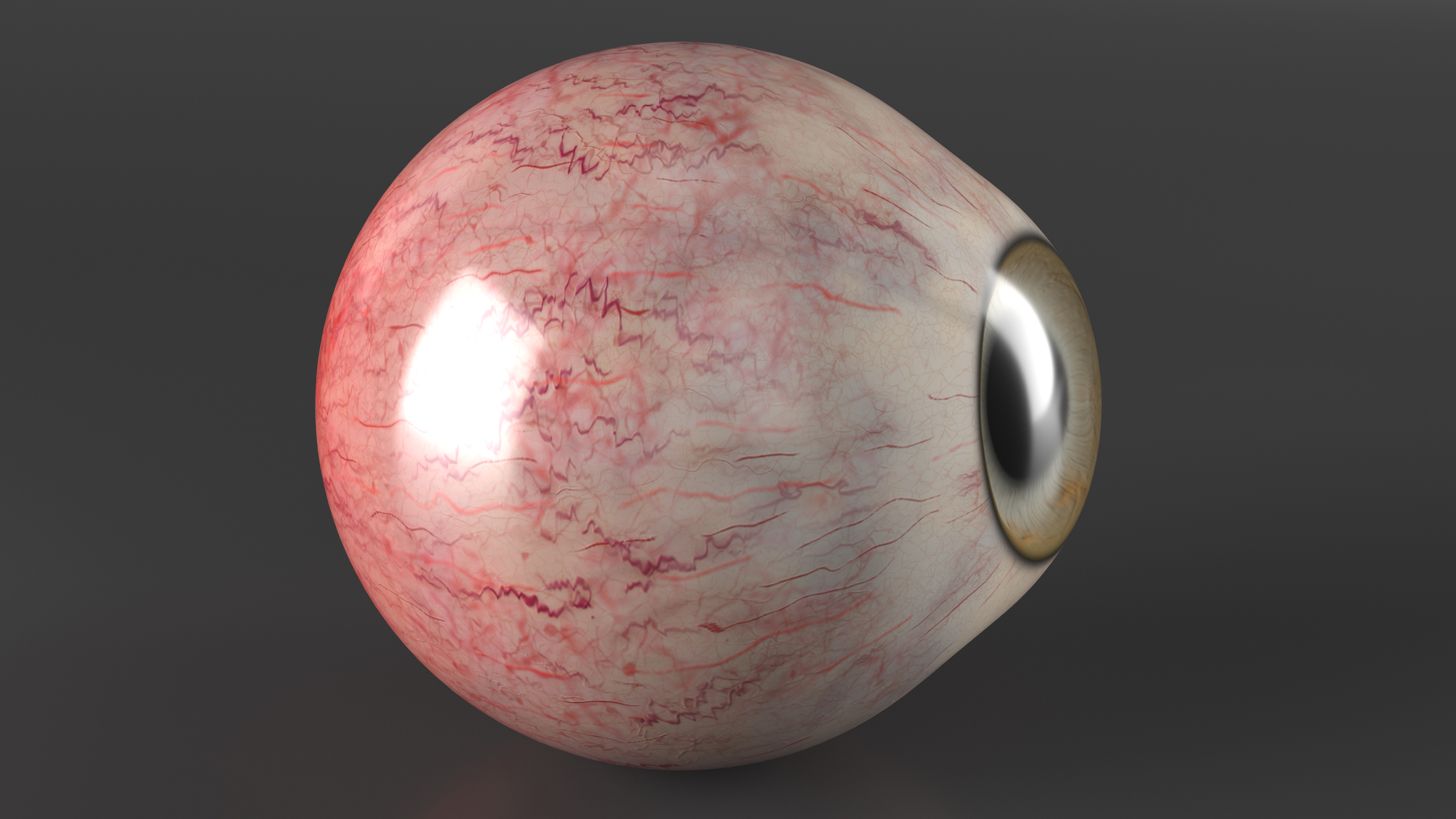 Realistic Dog Eye 3D