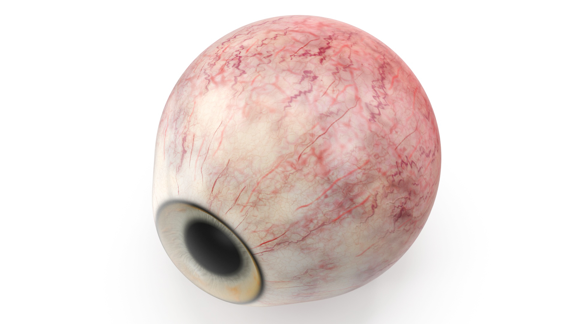 Realistic Dog Eye 3D