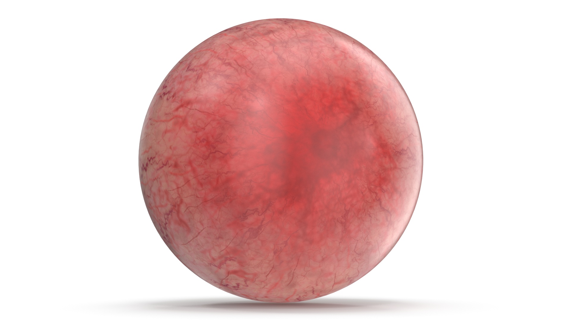 Realistic Dog Eye 3D