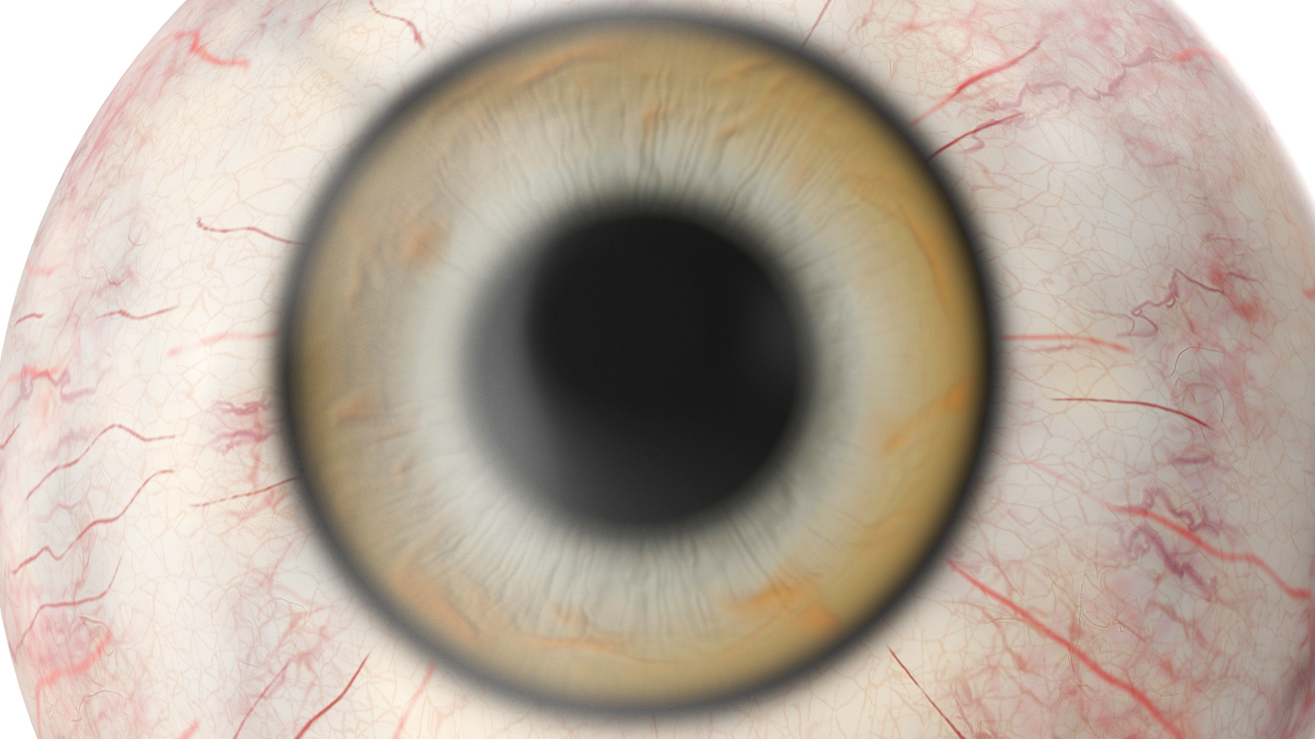 Realistic Dog Eye 3D