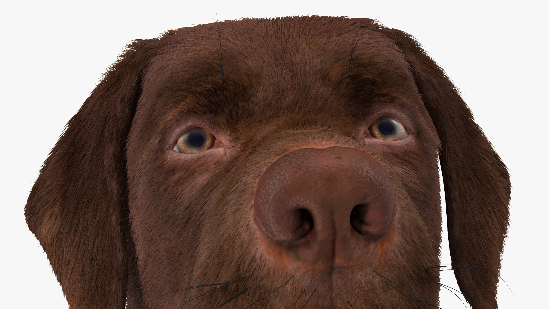 3D model Labrador Dog Brown Sitting Fur