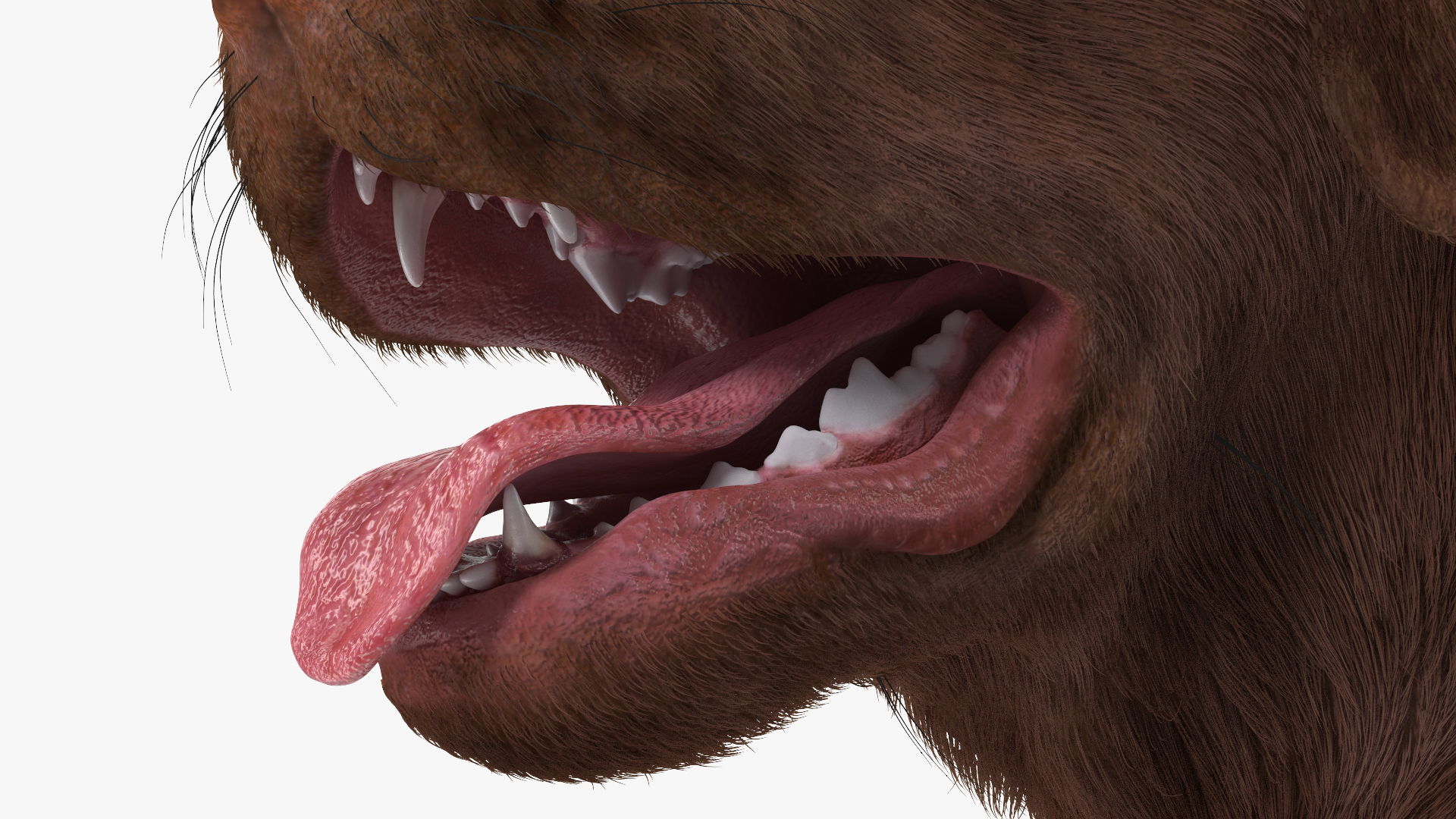 3D model Labrador Dog Brown Sitting Fur