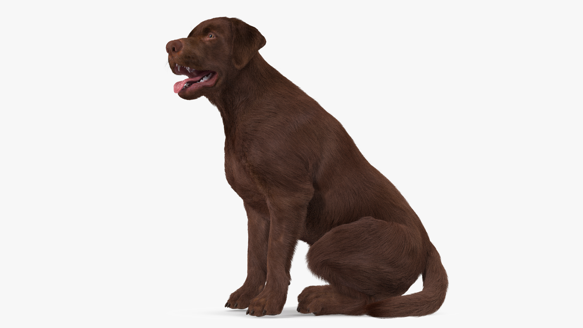 3D model Labrador Dog Brown Sitting Fur