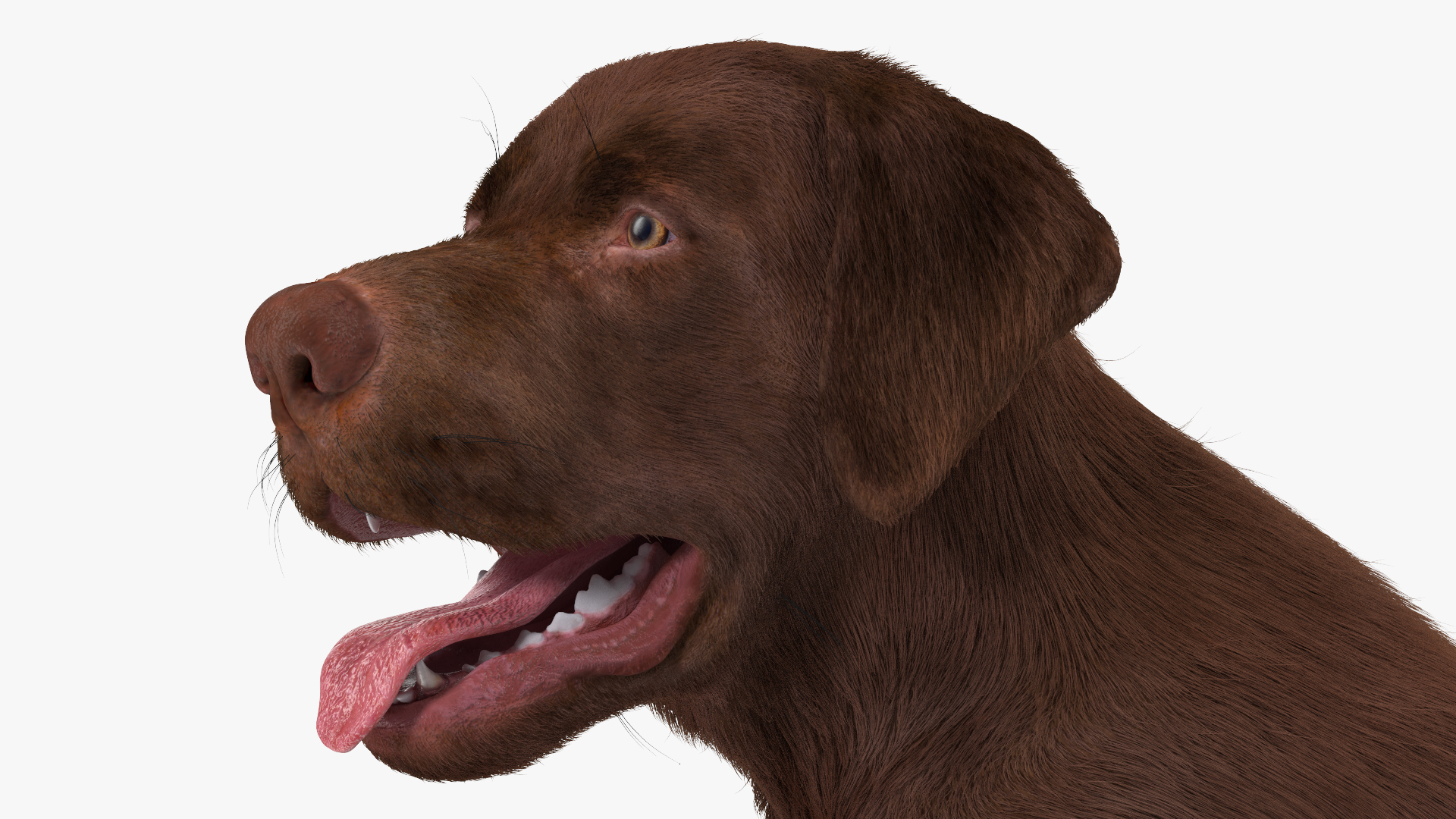 3D model Labrador Dog Brown Sitting Fur