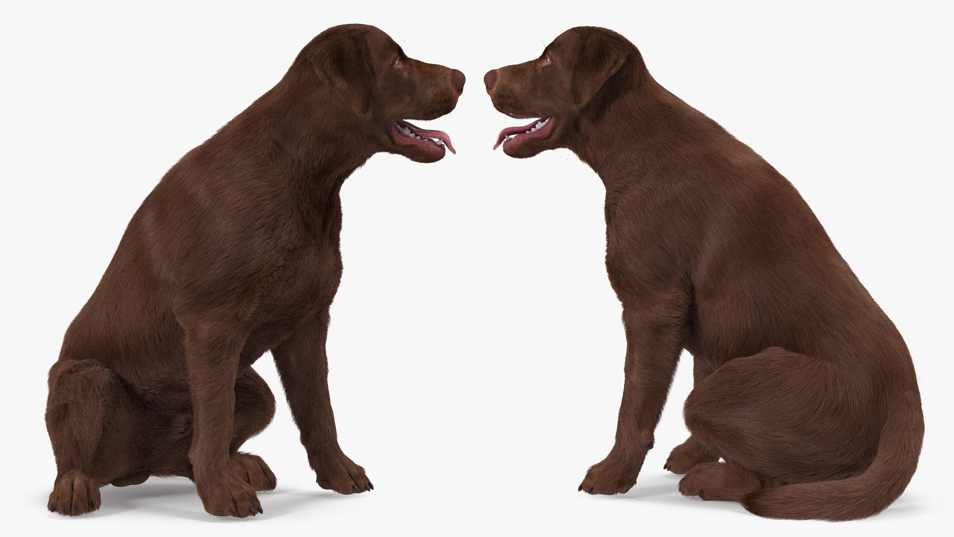 3D model Labrador Dog Brown Sitting Fur