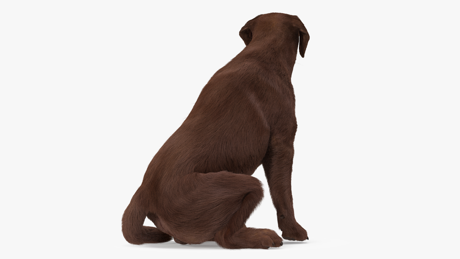 3D model Labrador Dog Brown Sitting Fur