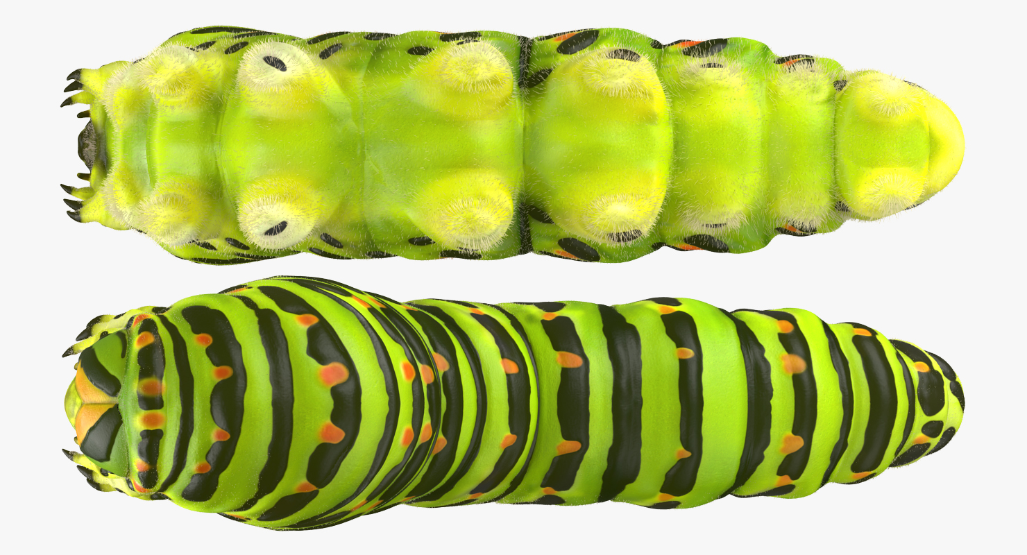 Caterpillar Pose 2 with Fur 3D