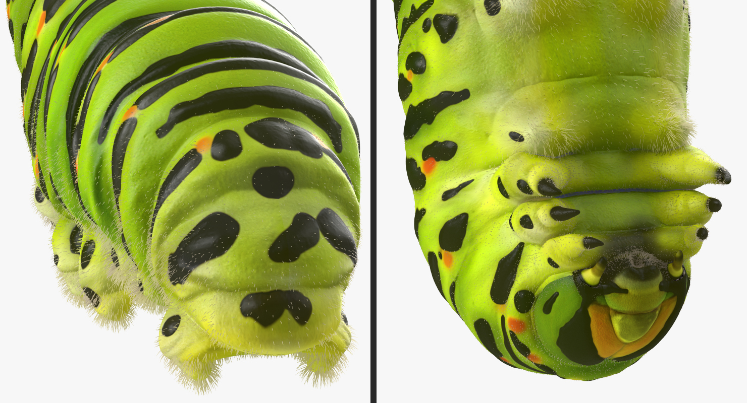 Caterpillar Pose 2 with Fur 3D